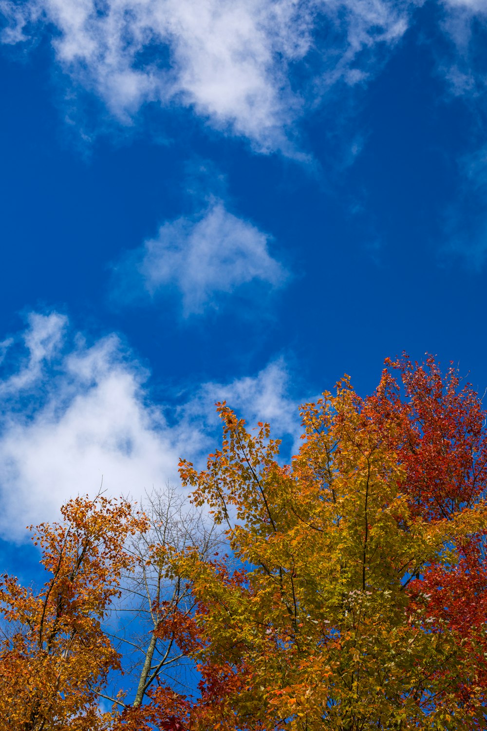 a group of trees with blue sky and clouds