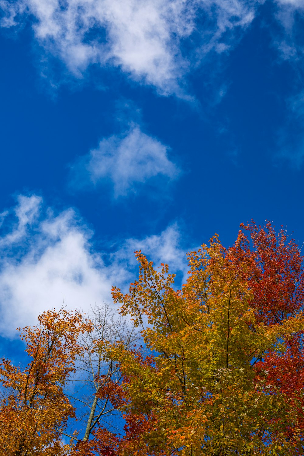 eine Gruppe von Bäumen mit blauem Himmel und Wolken