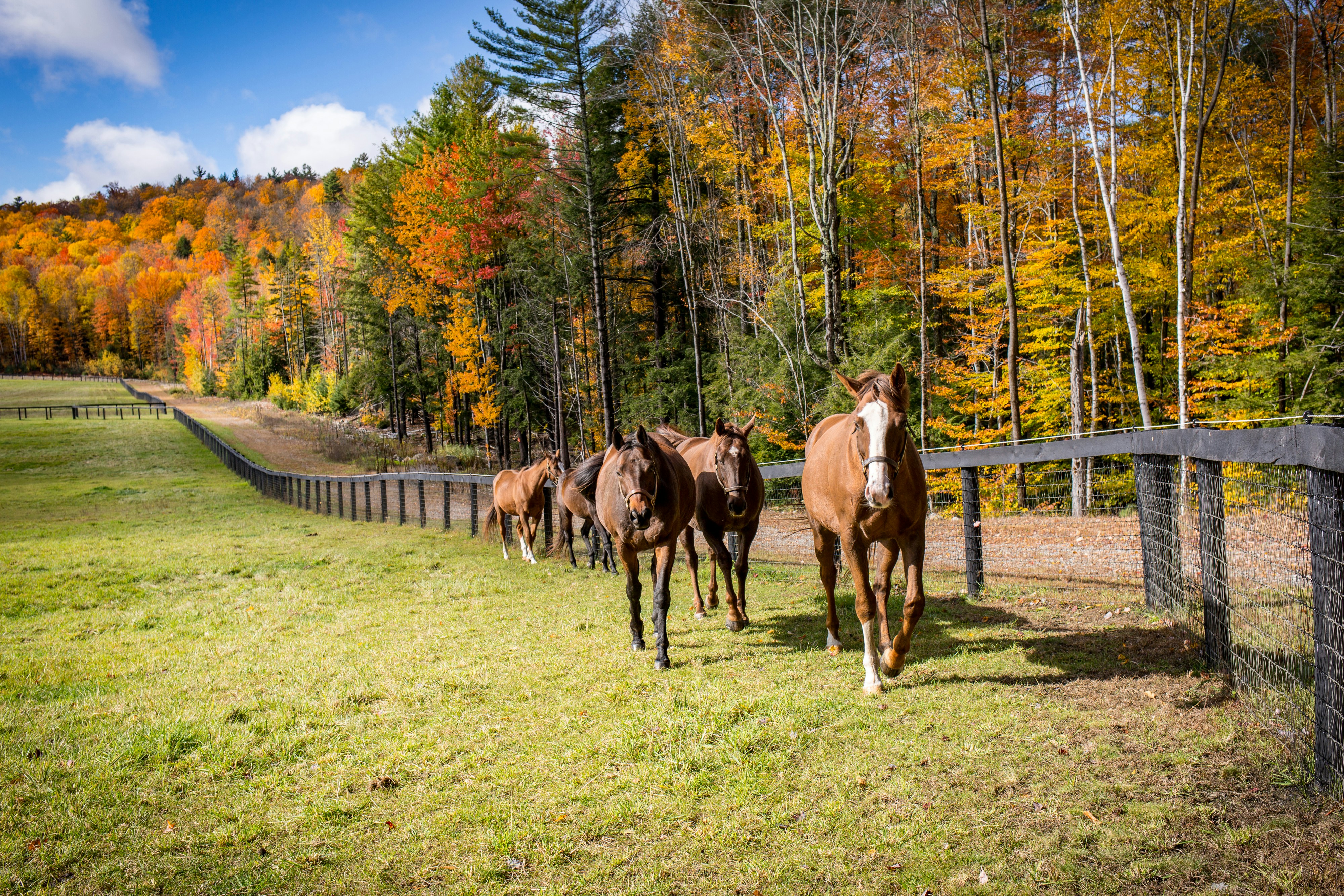 horses in a fenced pasture