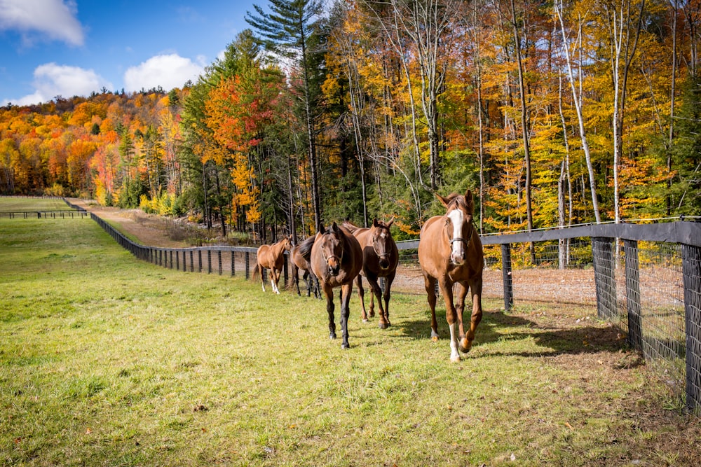 horses in a fenced pasture