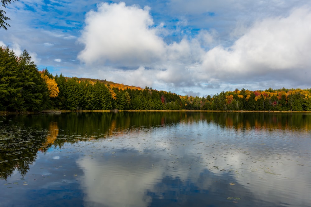 a body of water with trees around it