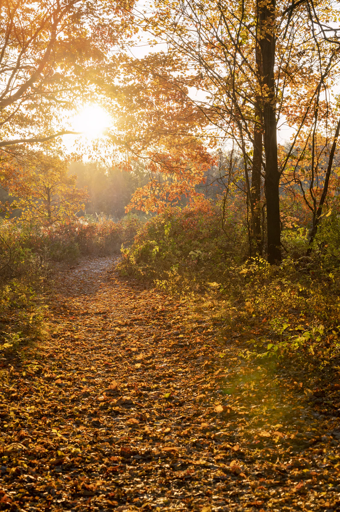 Golden autumn light falling across a quiet woodland path