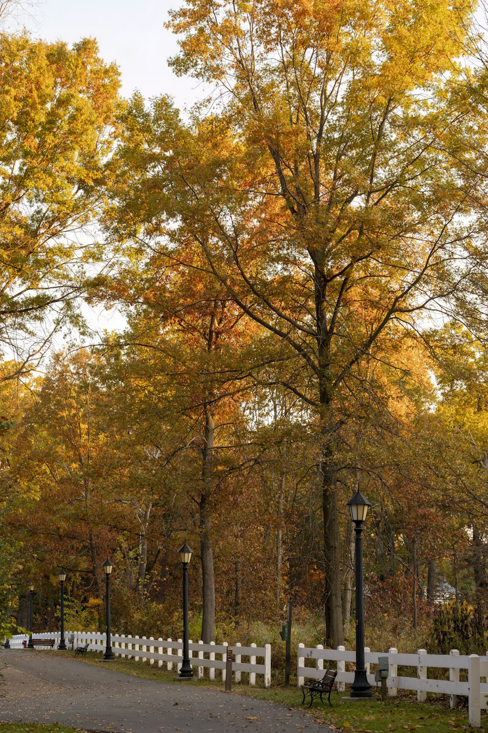 a road with trees on either side