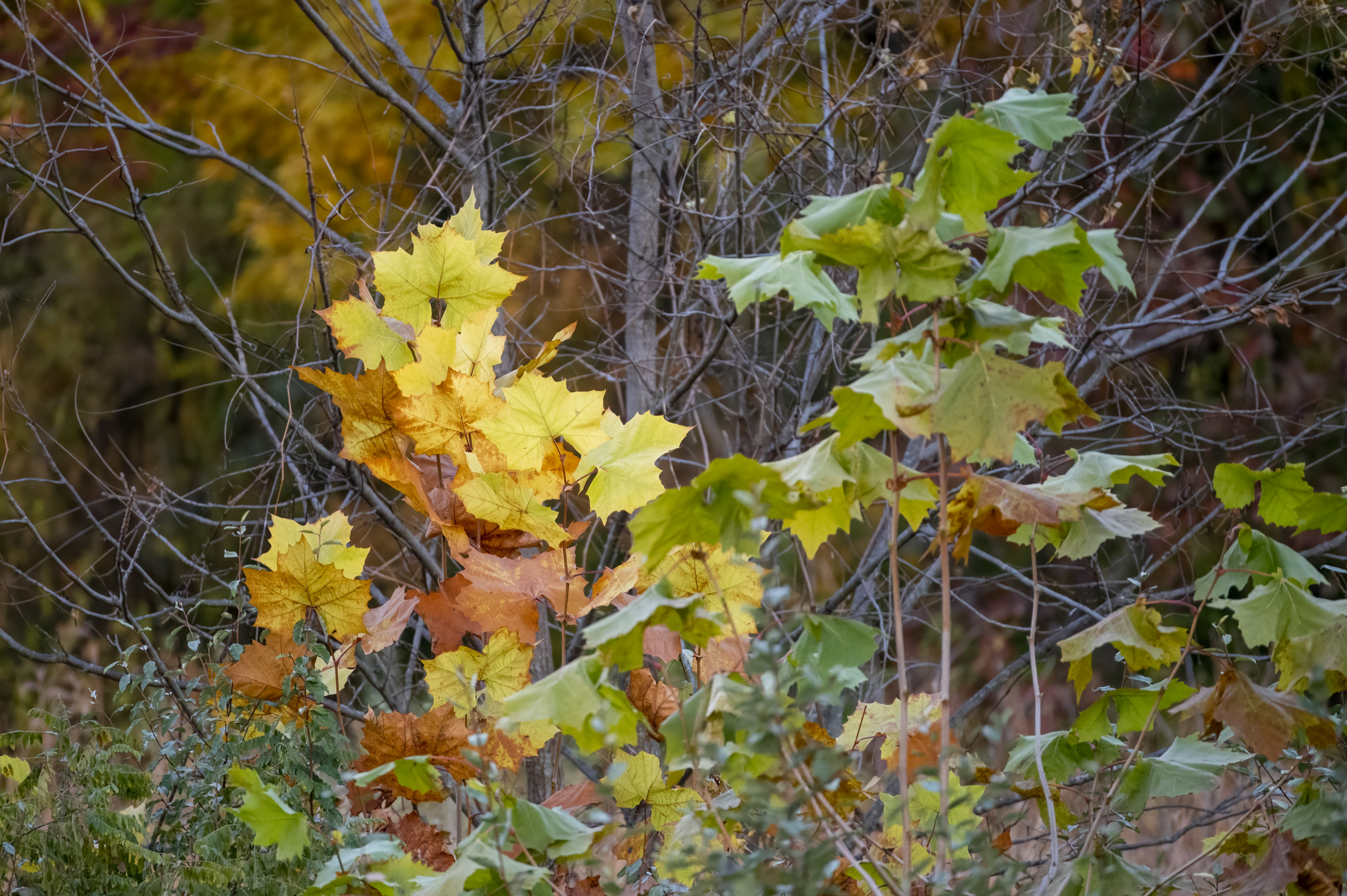 Photo by cholewinski