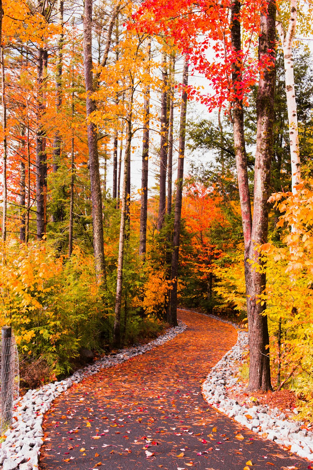 a road with trees on either side