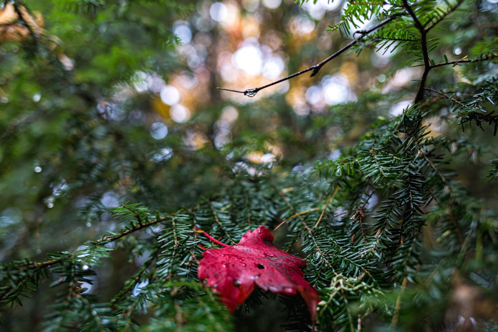 eine rote Blume auf einem Baum