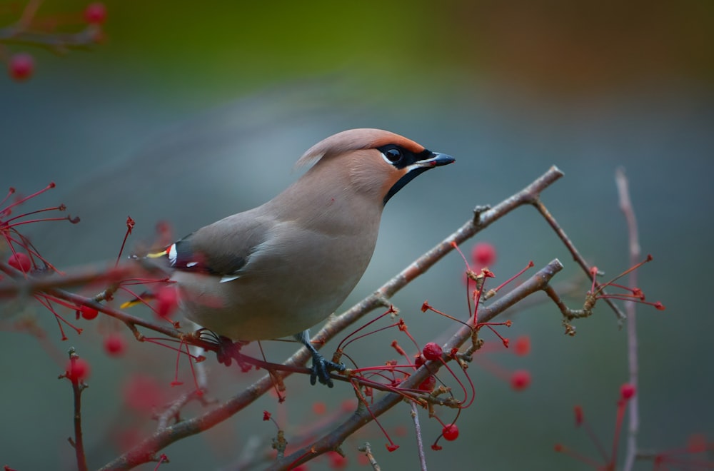 a bird sitting on a branch