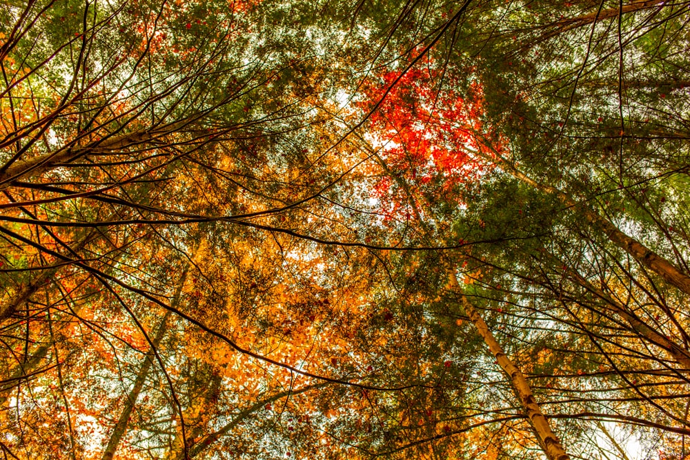 looking up at trees with yellow leaves