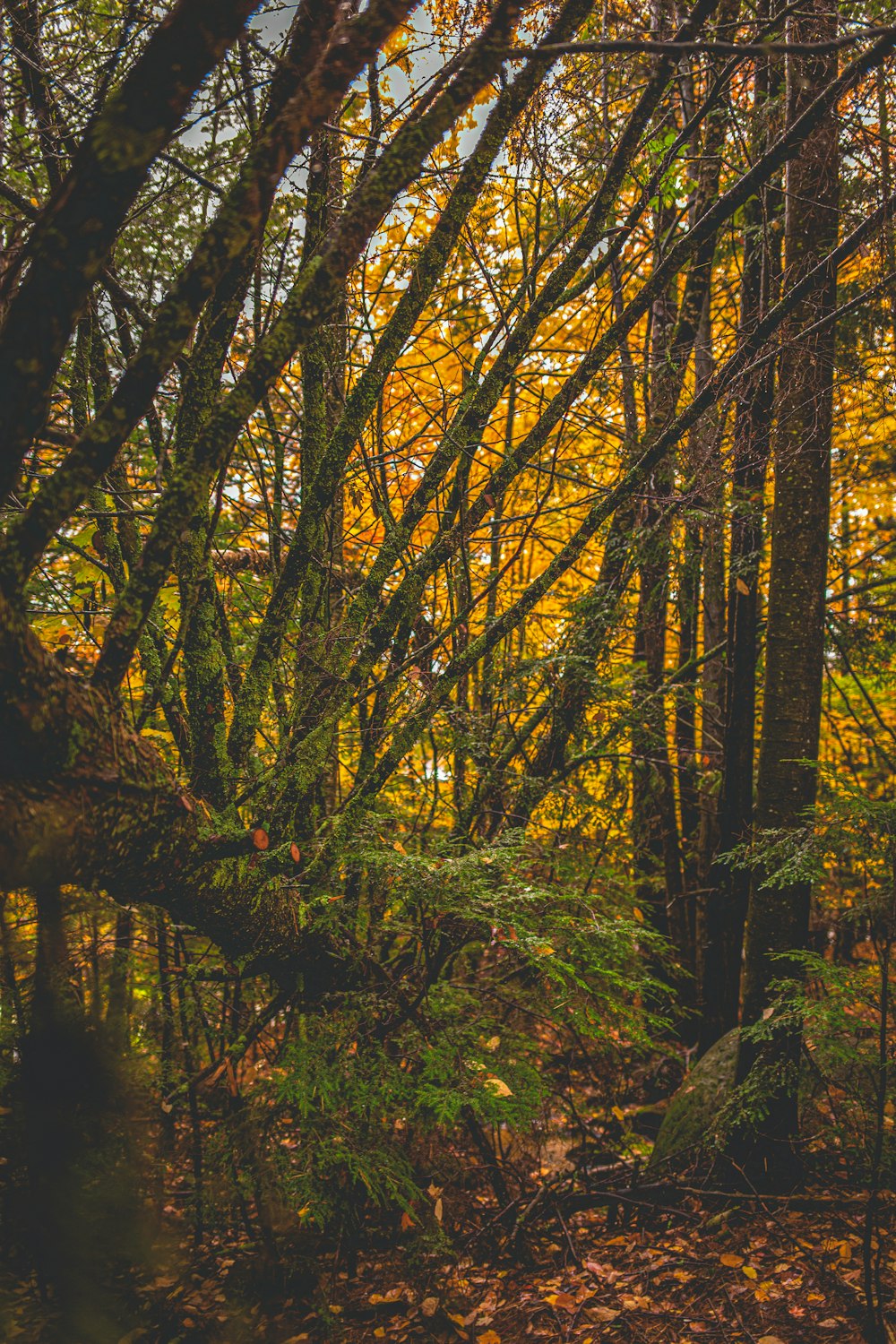 a forest with yellow leaves