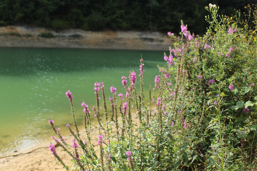 a bush with purple flowers by a body of water