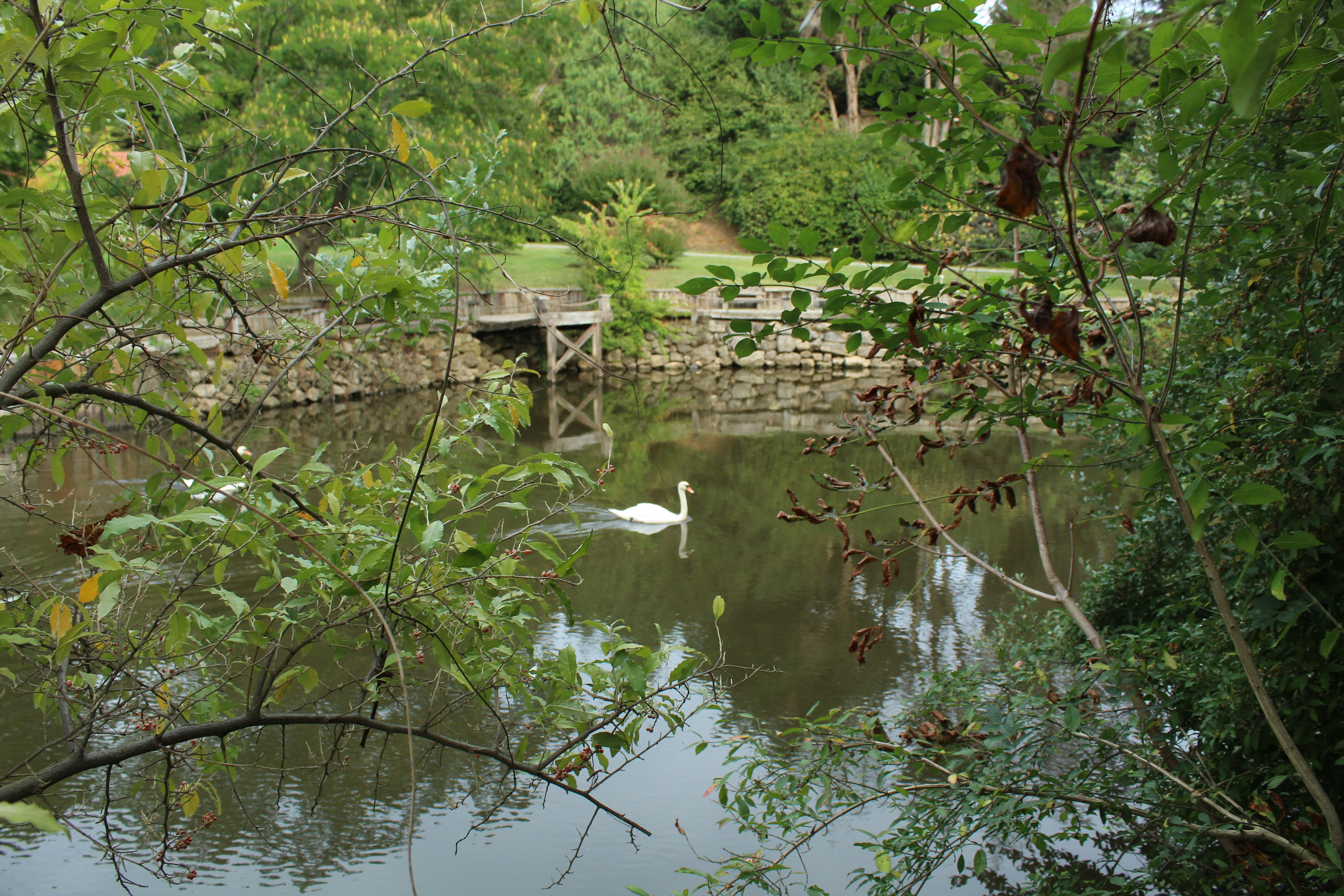 a bird swimming in a pond