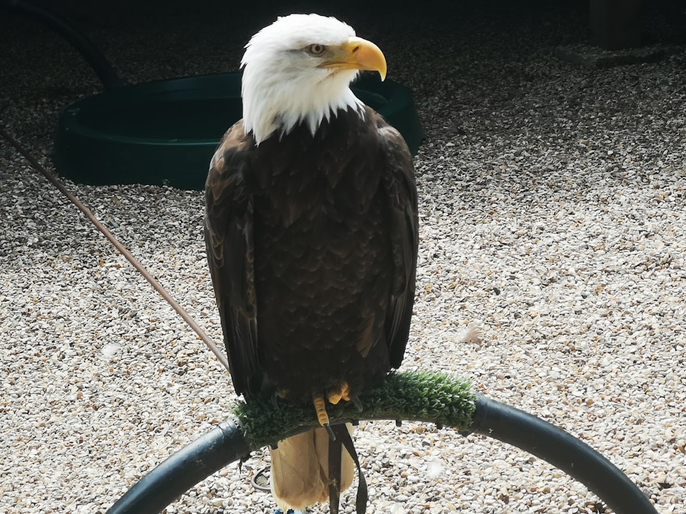 a bald eagle on a perch