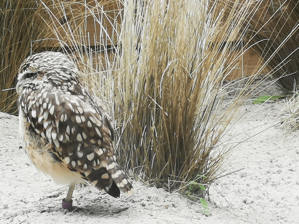 a bird standing on snow