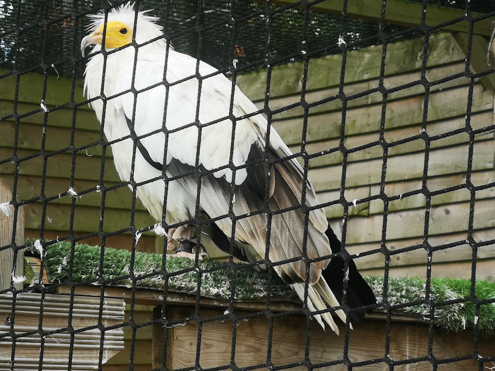 a large white bird