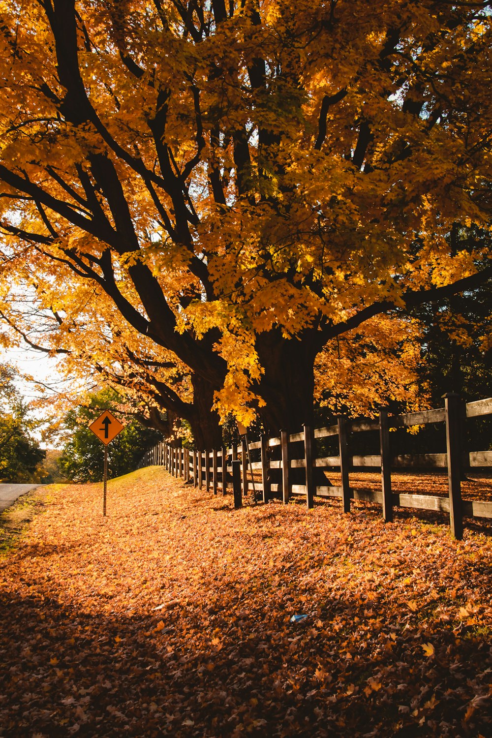 a road with trees on either side