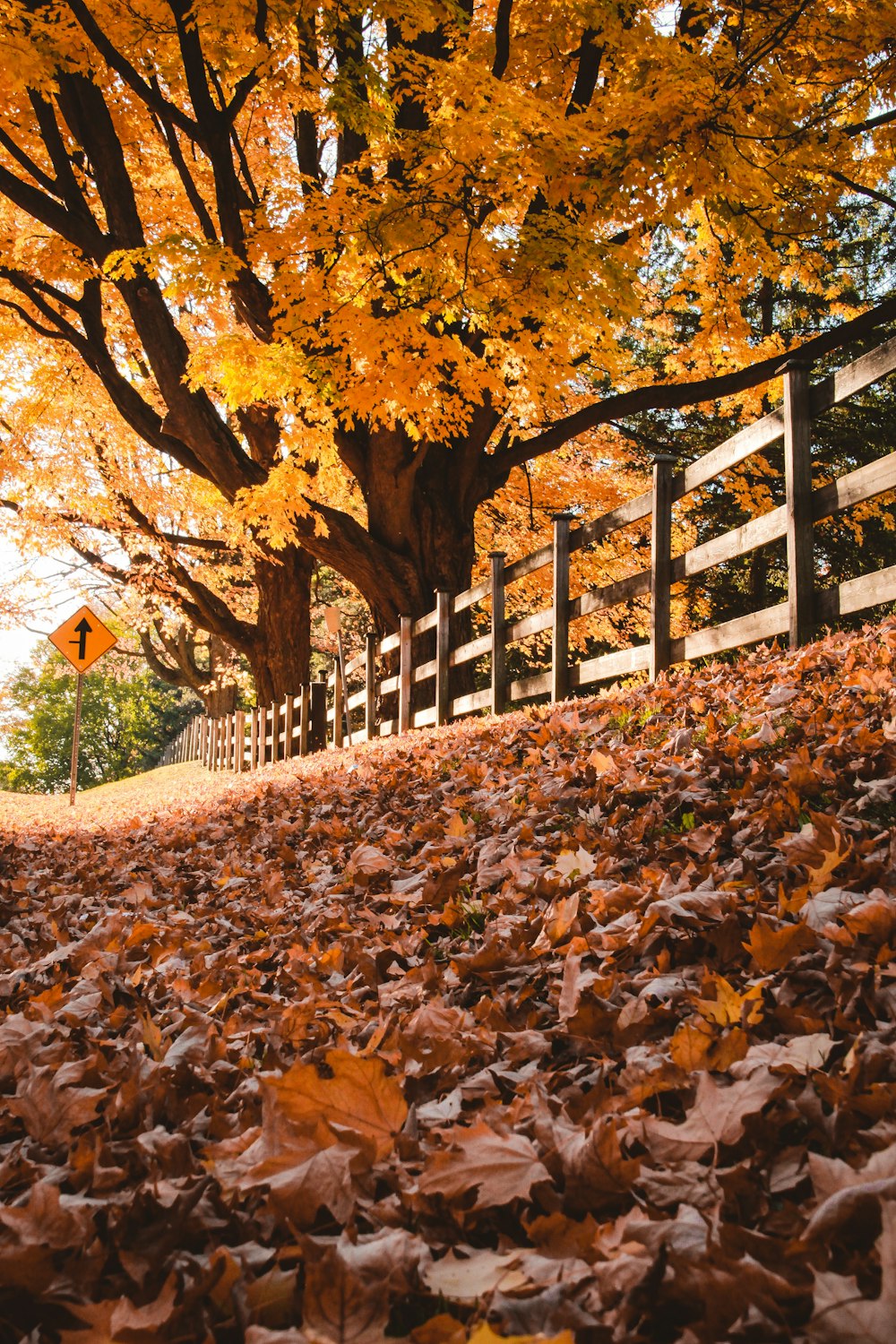 a road with yellow leaves on the ground and a fence and trees