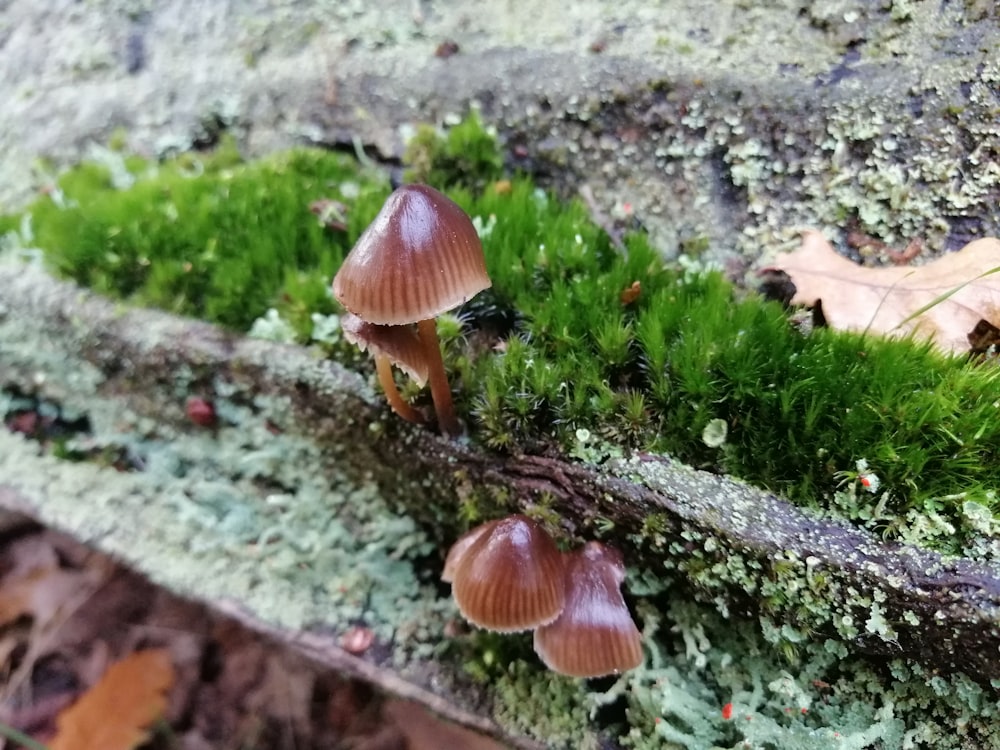 a couple of mushrooms growing on a log