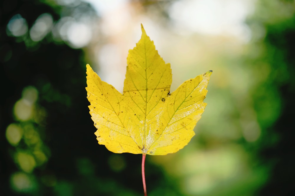 a yellow leaf on a branch