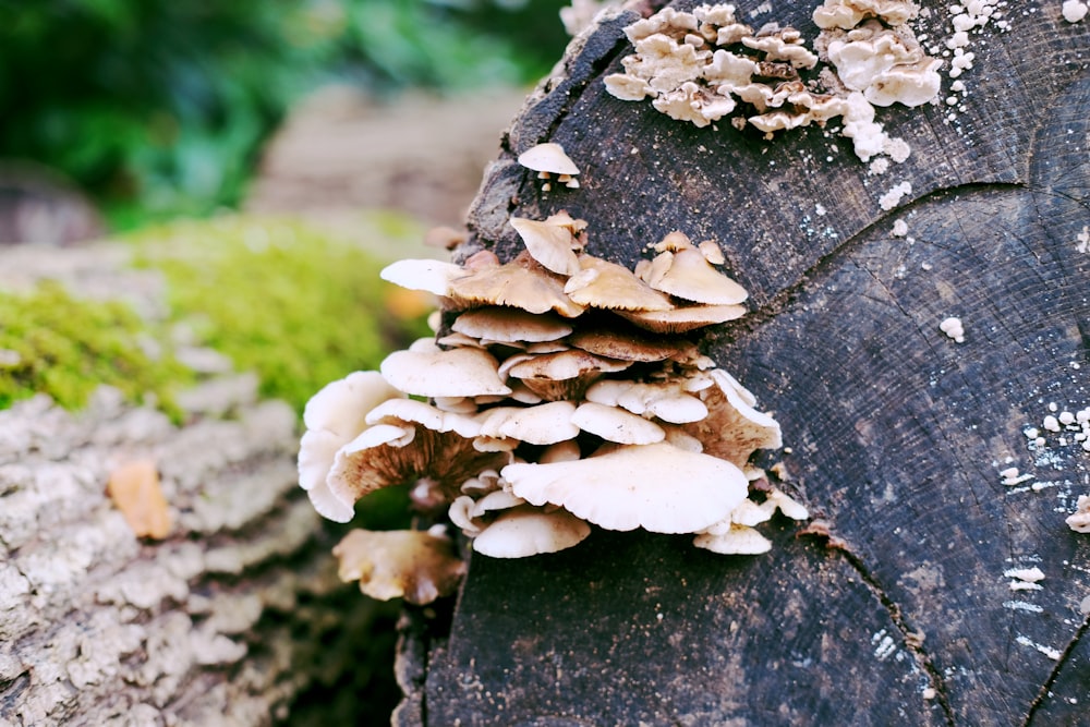 a close up of mushrooms