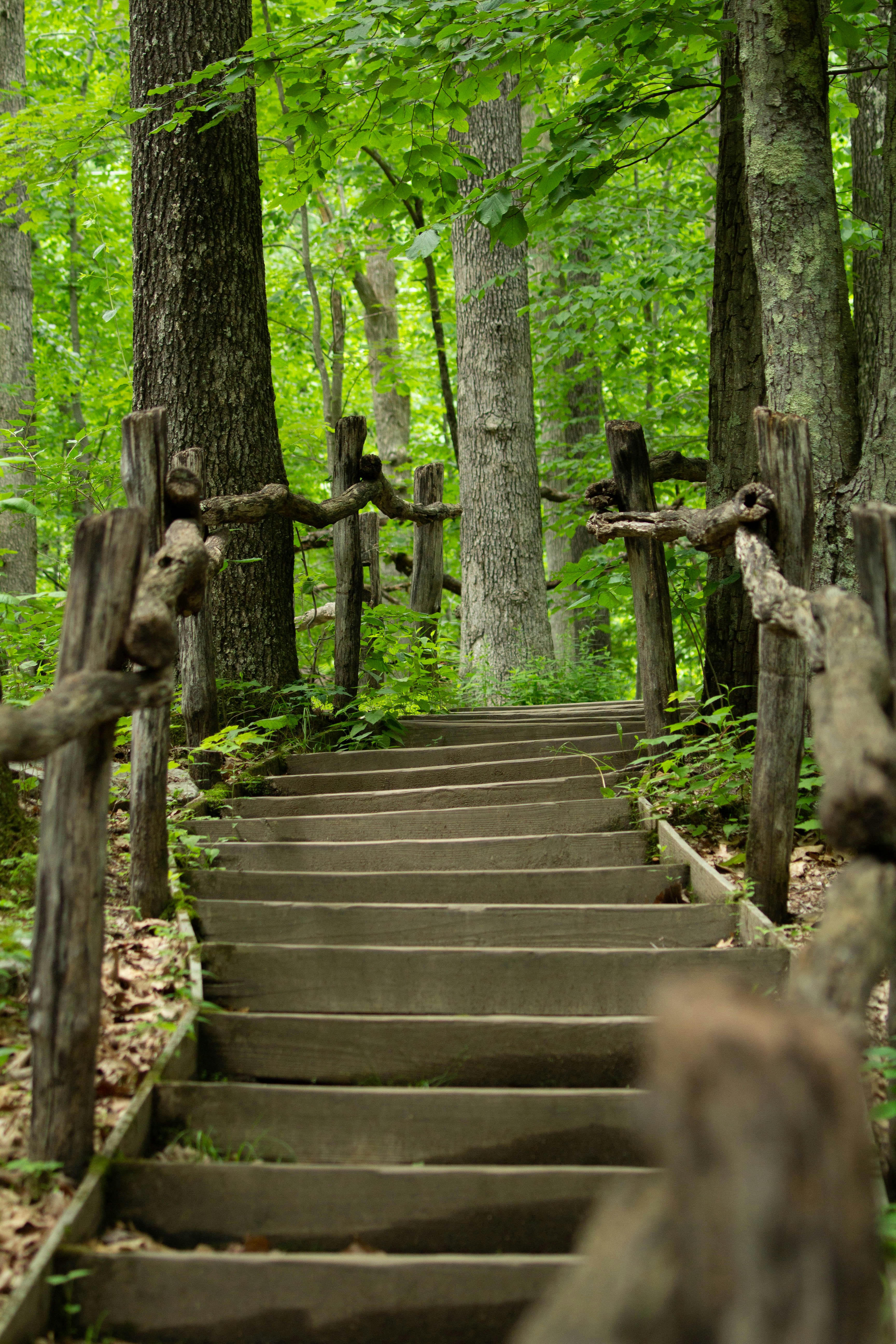 a wooden staircase in a forest