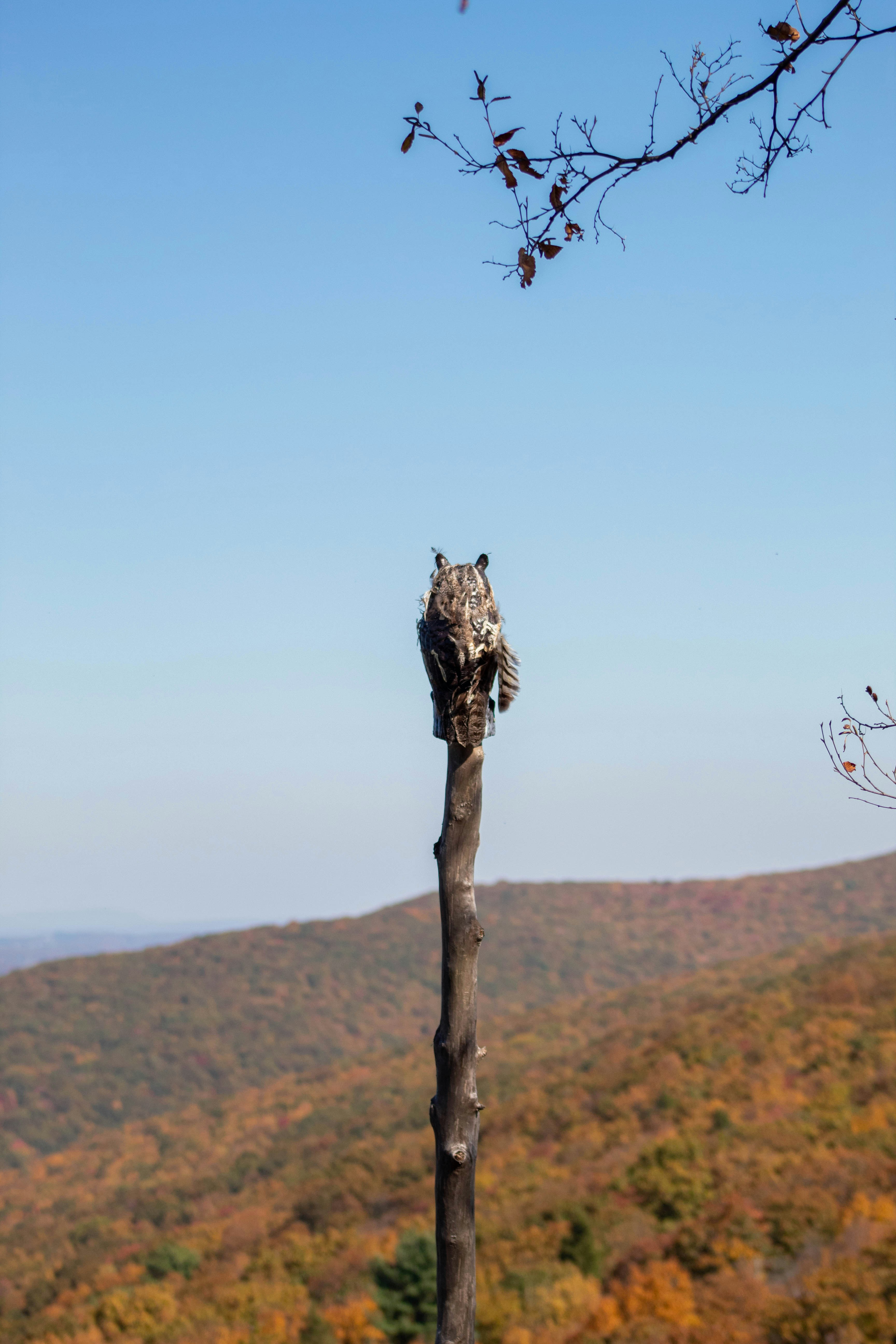 木の上に座っている鳥