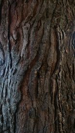 The image features the textured surface of a tree trunk with deep grooves and ridges. The bark appears rugged and weathered, showcasing varying shades of brown and gray. The lighting highlights the intricate details of the tree's bark, emphasizing its roughness and natural patterns.