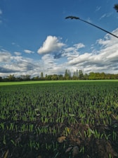 A vast field with young green sprouts covering the soil under a bright blue sky with scattered clouds. In the background, tall trees line the horizon, adding depth to the serene landscape. A single long plant stem with a feathery tip rises prominently in the foreground.