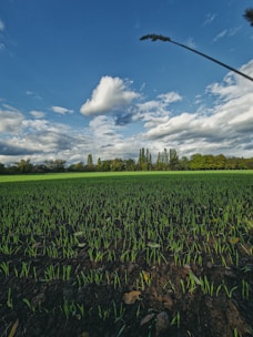 A vast field with young green sprouts covering the soil under a bright blue sky with scattered clouds. In the background, tall trees line the horizon, adding depth to the serene landscape. A single long plant stem with a feathery tip rises prominently in the foreground.