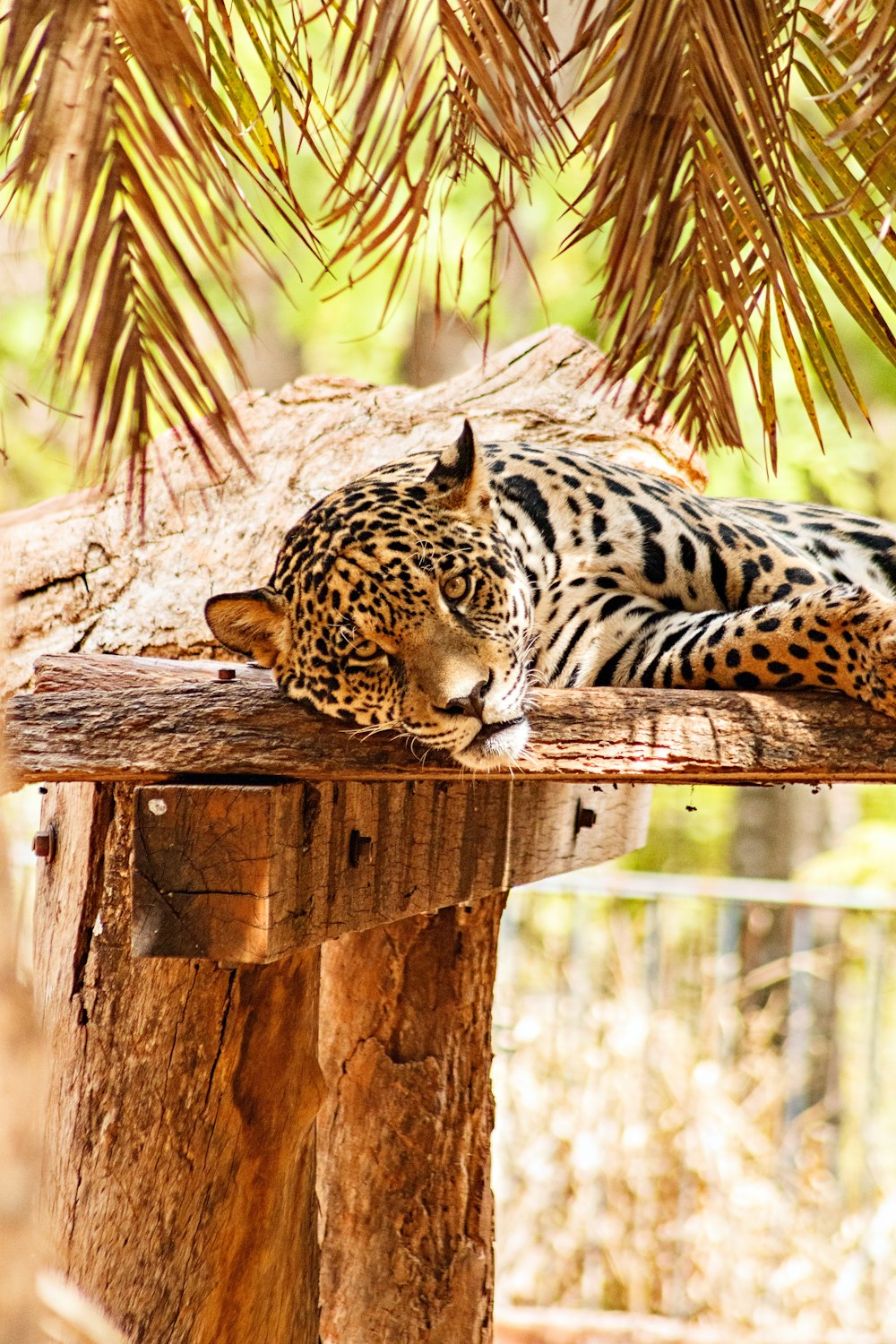 a tiger lying on a tree branch