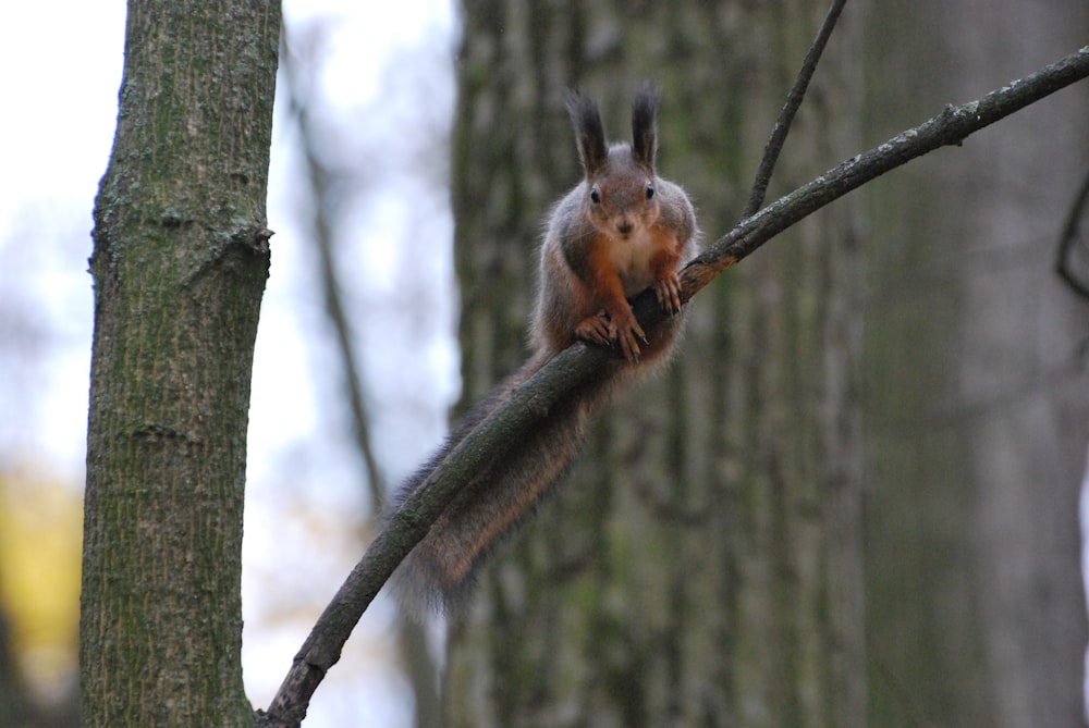 ein Eichhörnchen auf einem Ast