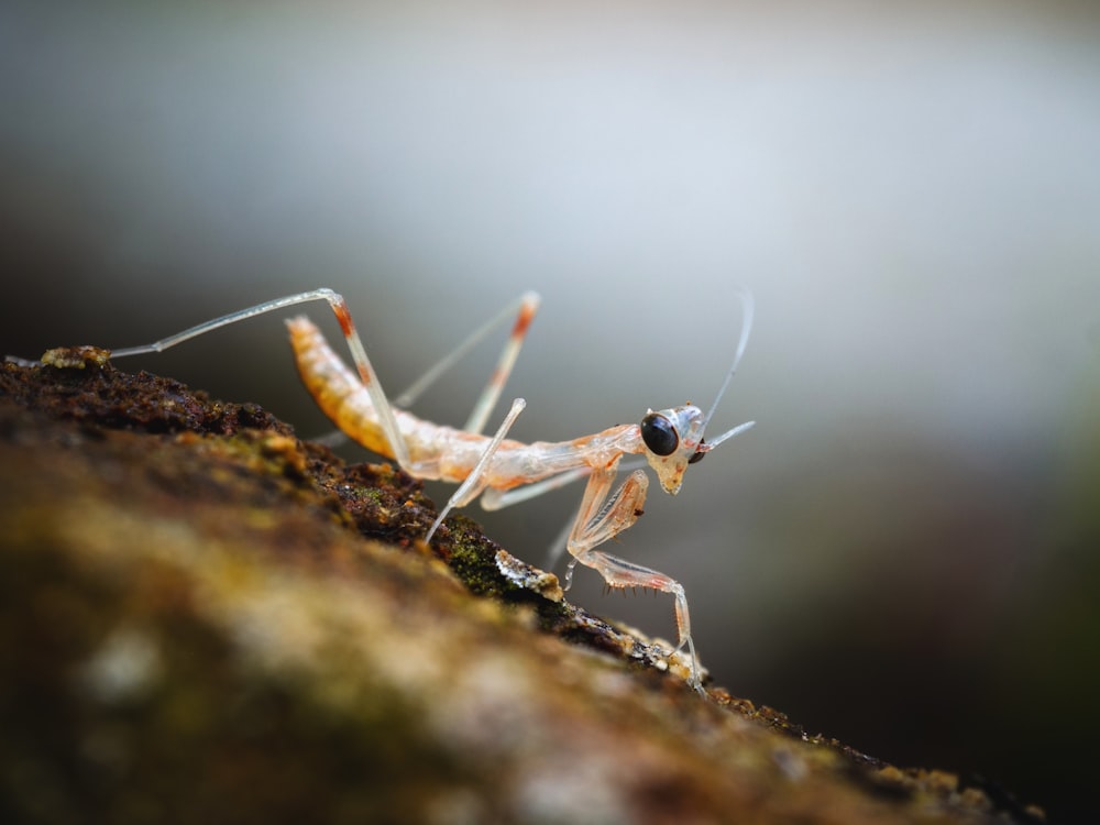 a bug on a rock