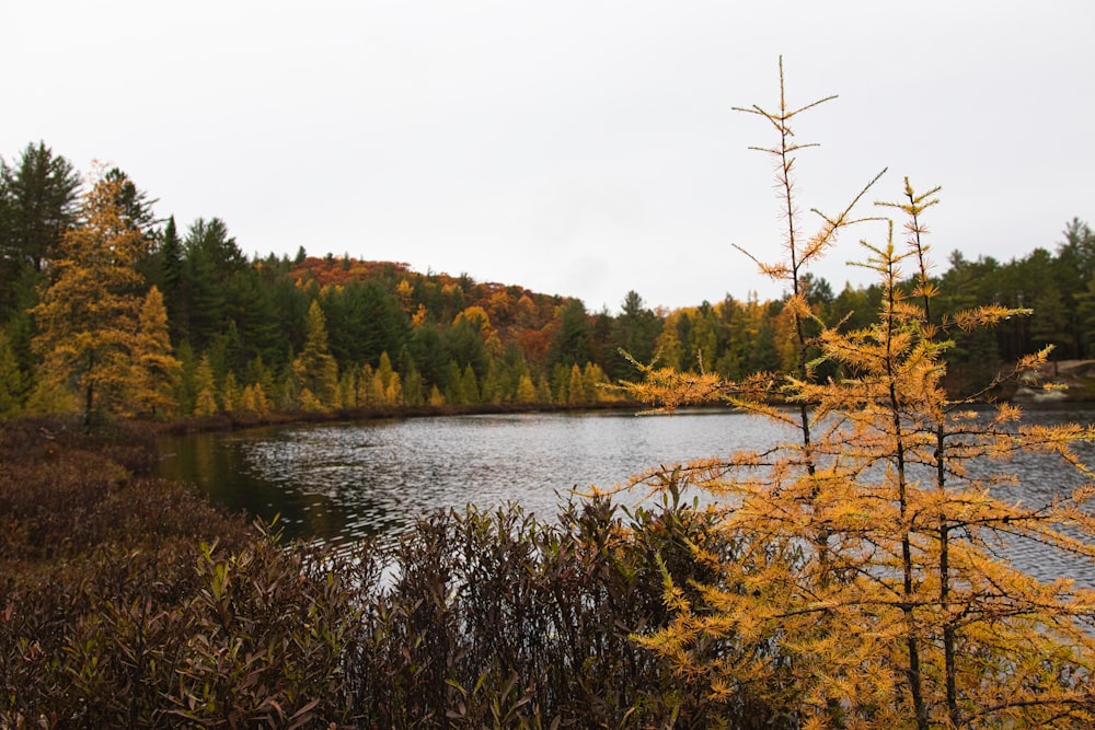 a lake surrounded by trees