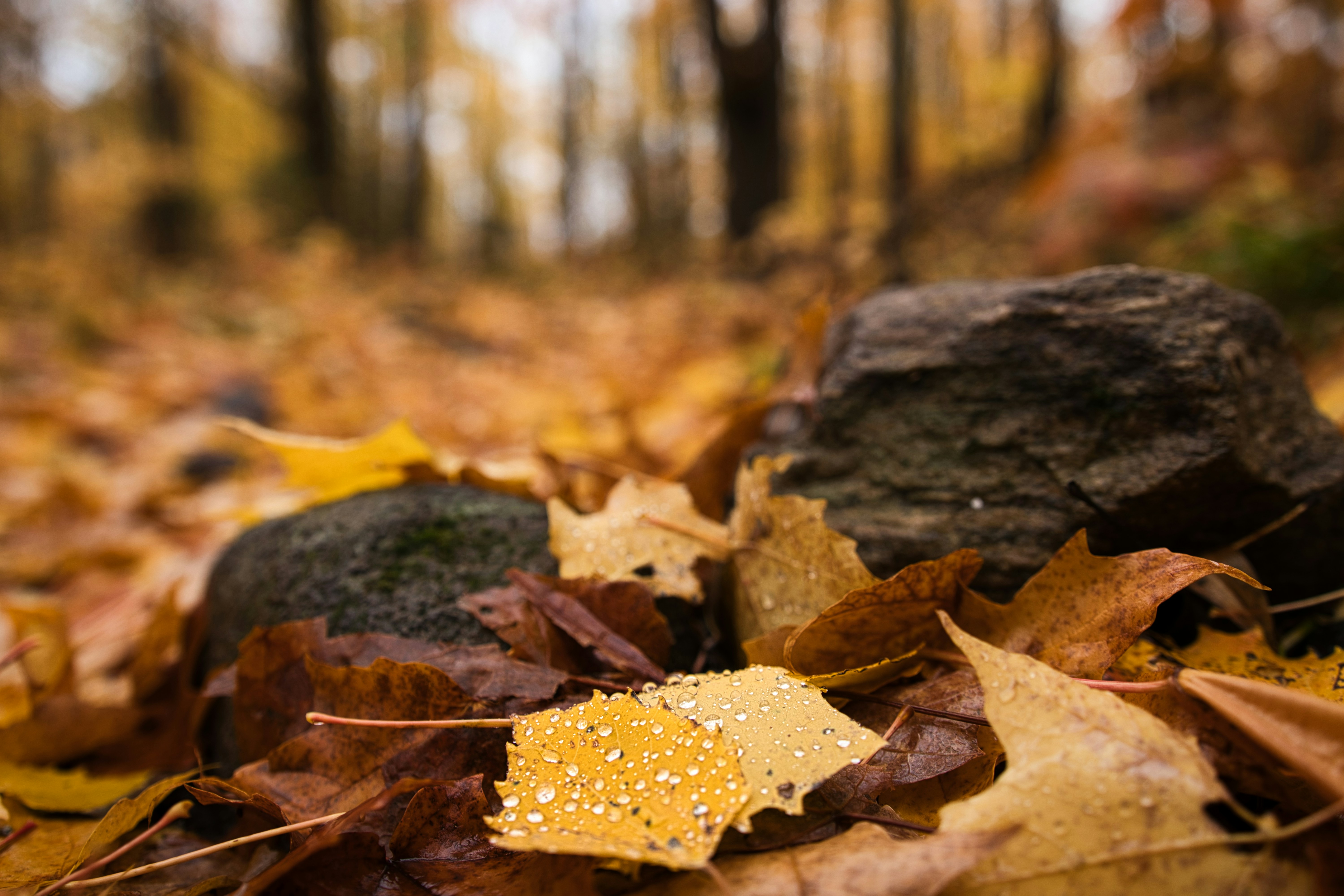 forest floor leaves, wallpaper, Poisonous Plant Rashes: Identification & Treatment 2