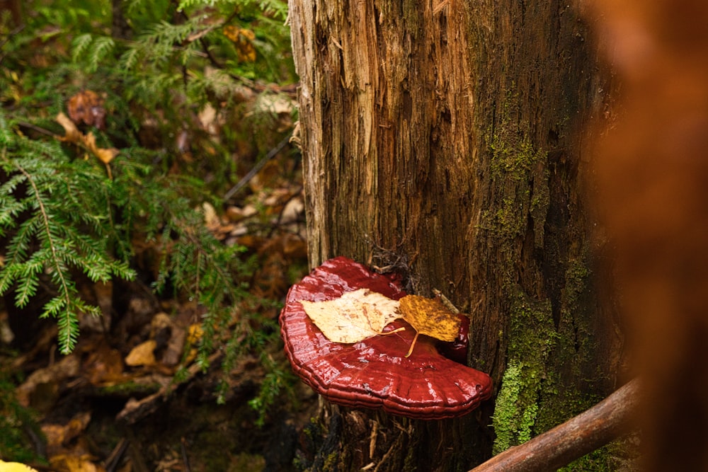 a mushroom growing on a tree