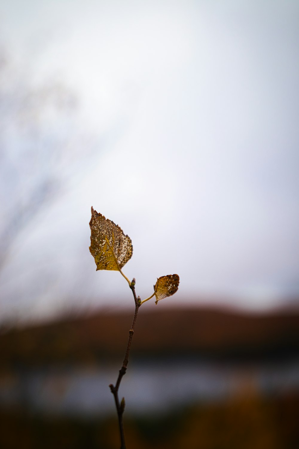 a close-up of a plant