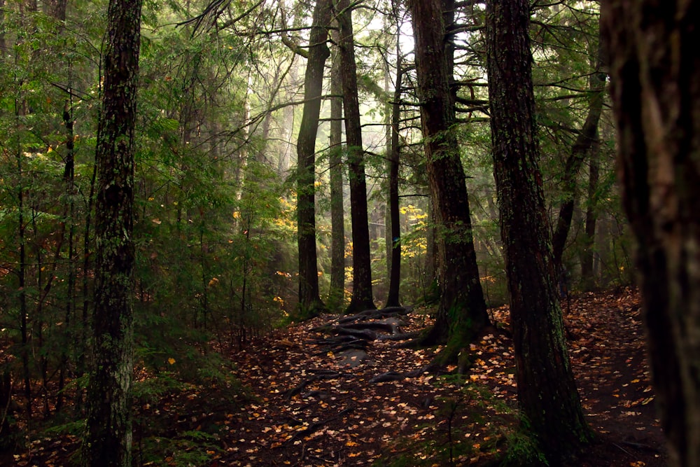 um caminho em uma floresta