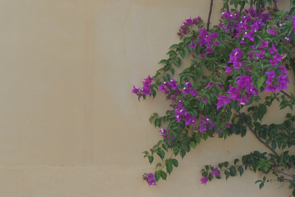 a plant with purple flowers