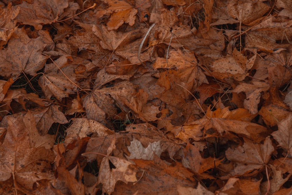 a close up of brown leaves