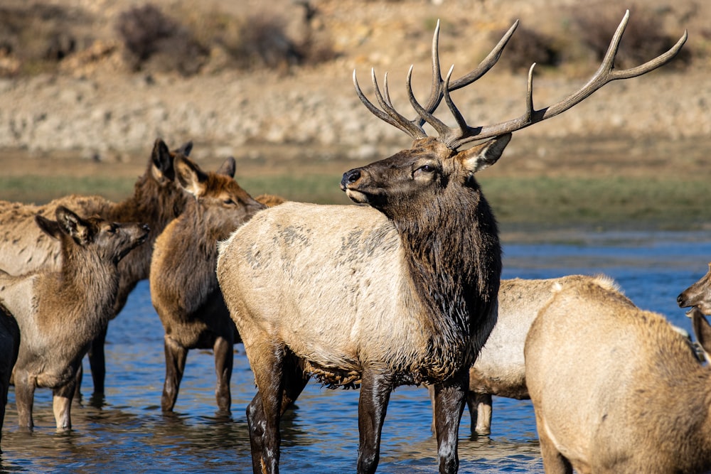 a group of animals in a body of water