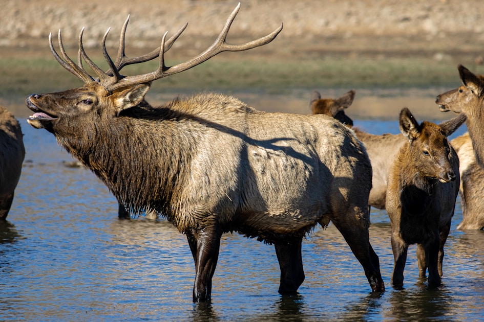 Elk quarters in game bags hanging in cool mountain air after successful hunt