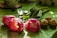 On a green surface, two vibrant pink tulips with fringed petals lay next to three wrapped chocolates. The lighting gives a warm and inviting feel, highlighting the colors and textures of the flowers and chocolates.