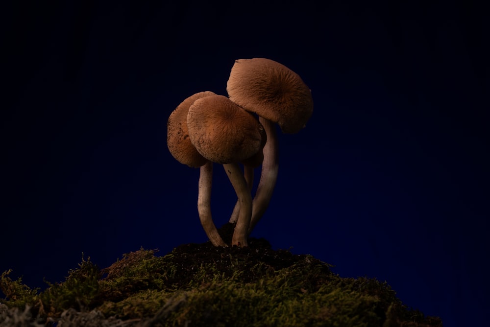 a group of mushrooms on a mossy rock