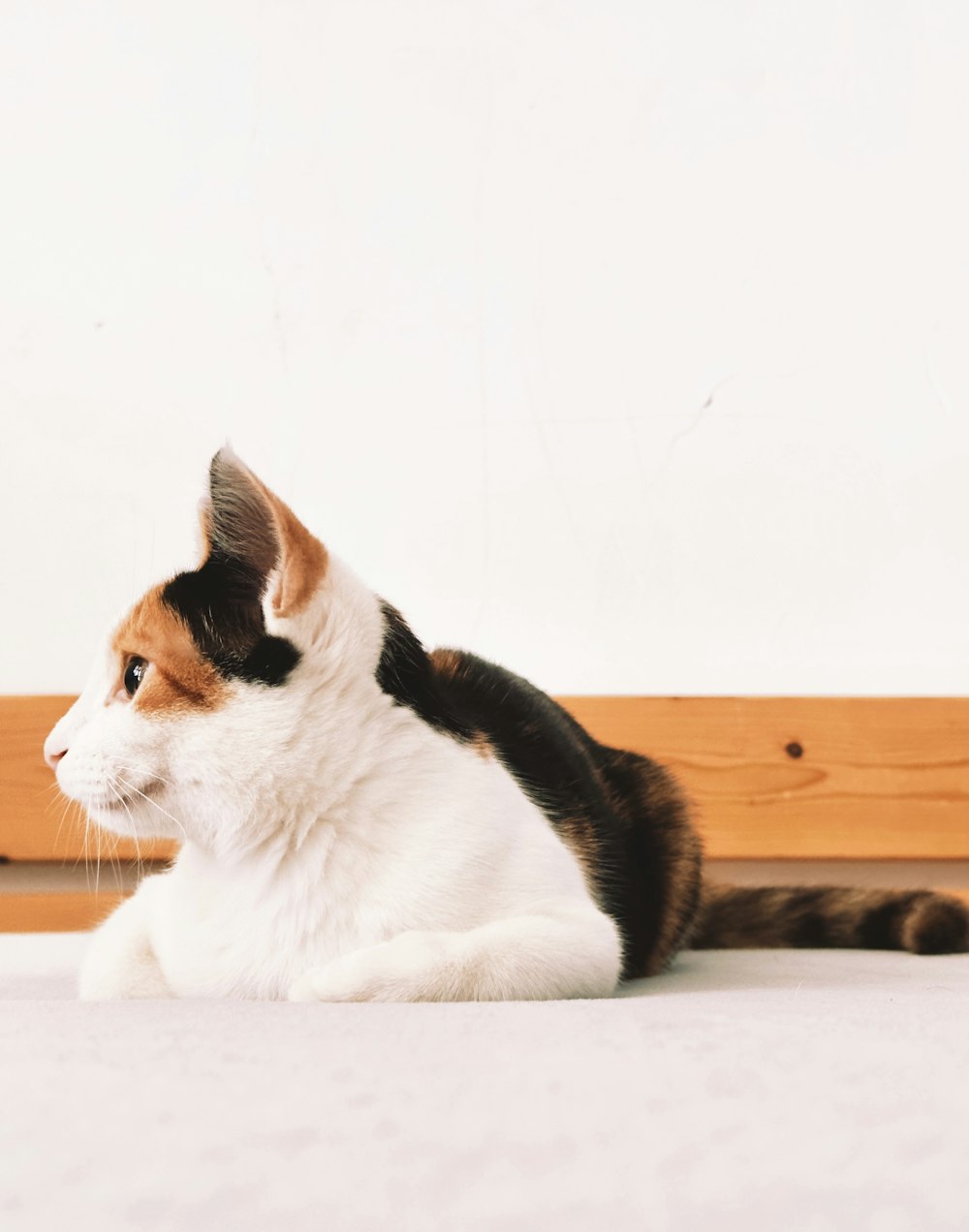 a cat sitting on a table