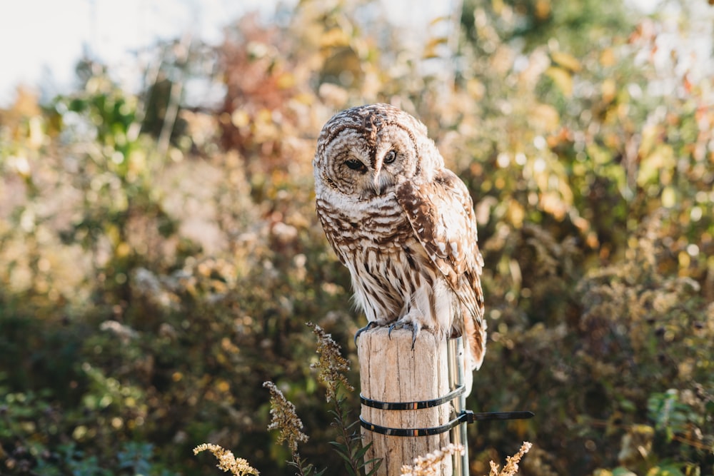 an owl perched on a post
