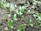 Small green seedlings with rounded leaves emerging from dark, rich soil. The plants are at an early stage of growth and are closely clustered together.