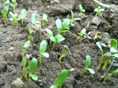 Small green seedlings with rounded leaves emerging from dark, rich soil. The plants are at an early stage of growth and are closely clustered together.
