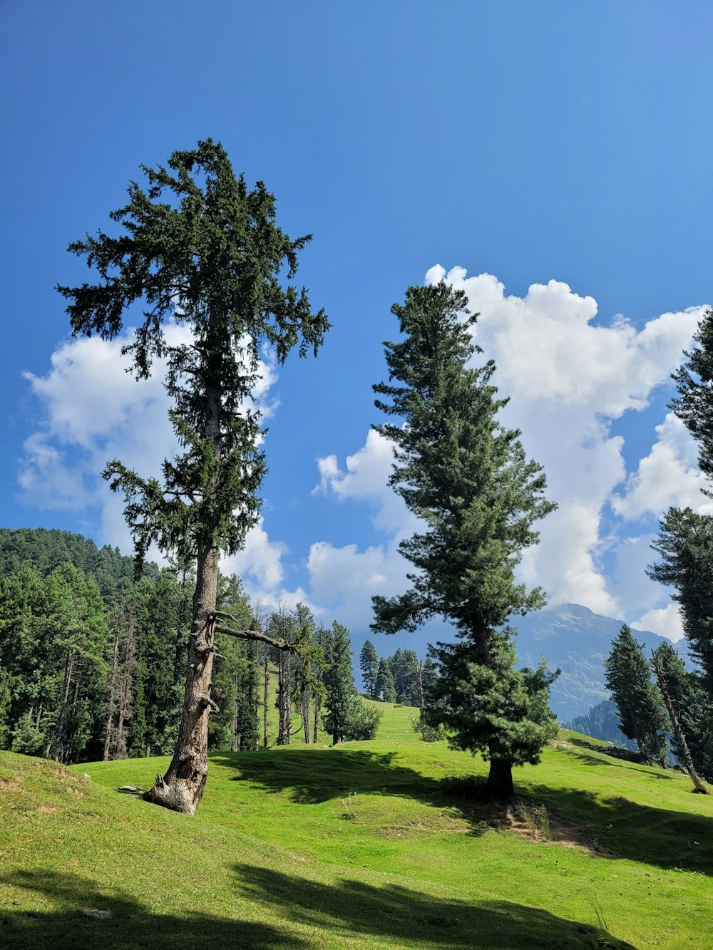 a group of trees in a grassy field