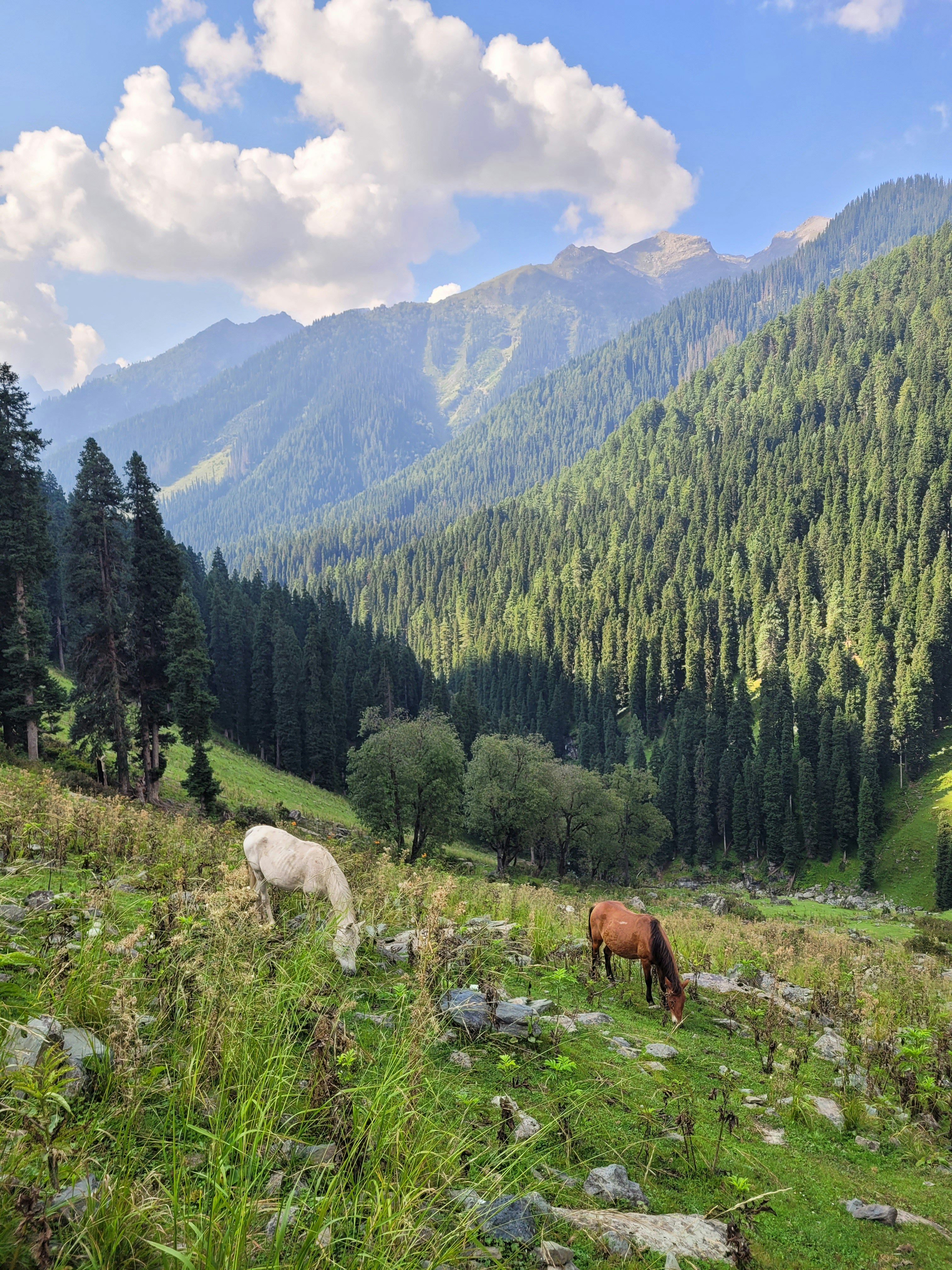 Photo by iamankurkhandelwal