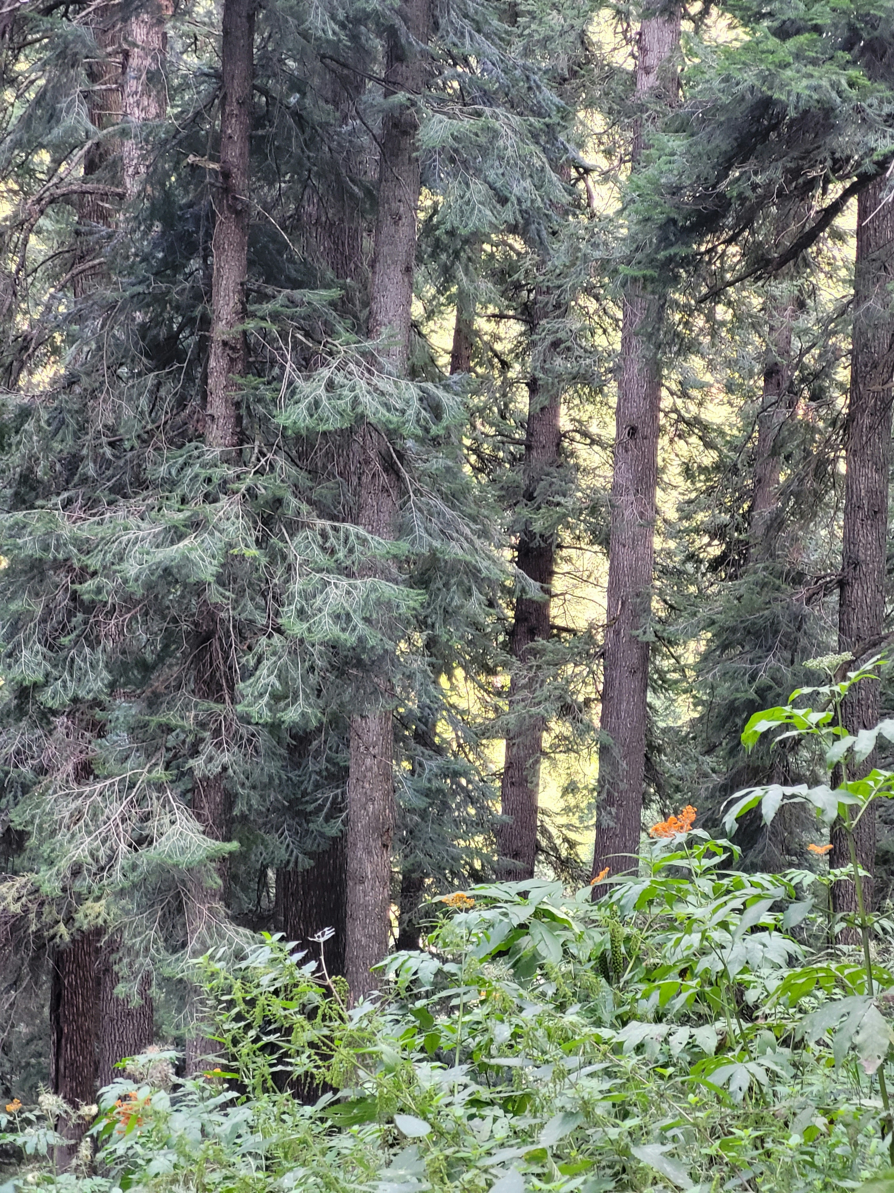 Photo by iamankurkhandelwal