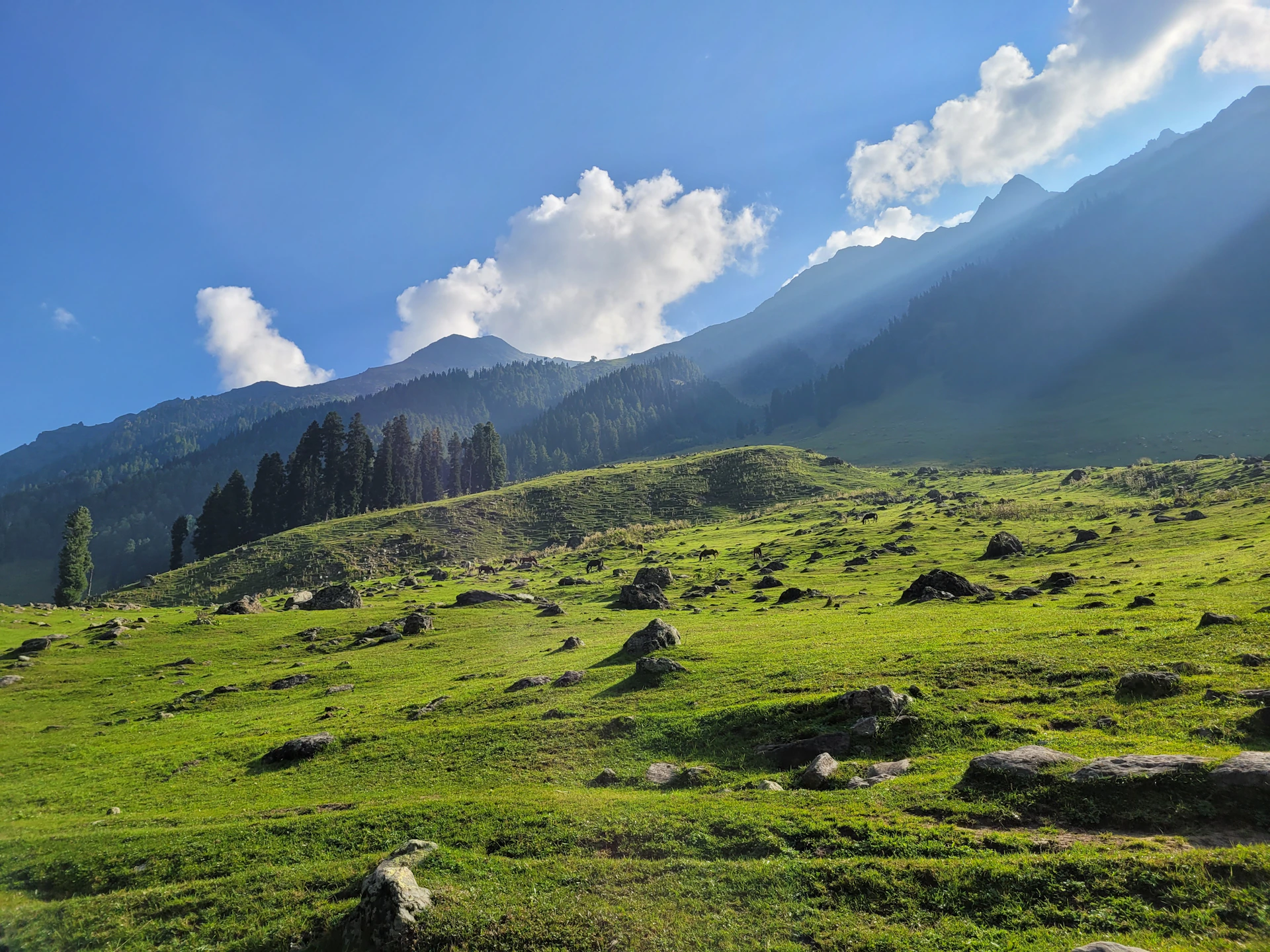 a grassy hill with trees and mountains in the background